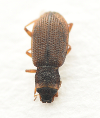 Hydraena testacea