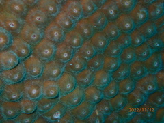 Montastraea cavernosa