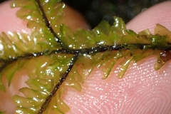 Plagiochila trispicata