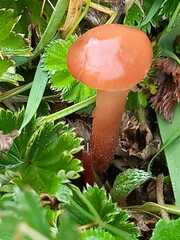 Marasmius elegans