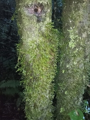 Plagiochila trispicata