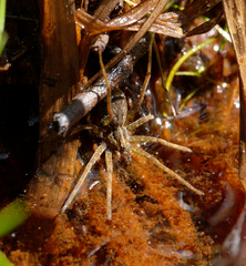 Dolomedes