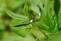 Hackelia latifolia