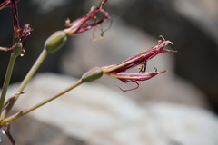 Amaryllidaceae