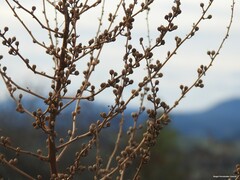 Verbascum pulverulentum