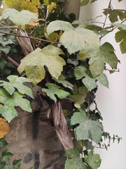 Vitis vinifera