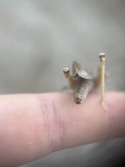 Trimerotropis maritima