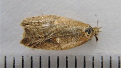 Acleris rhombana