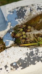Marchantia polymorpha