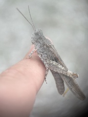 Trimerotropis maritima