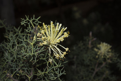 Petrophile divaricata