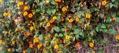Thunbergia alata