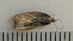 Acleris rhombana