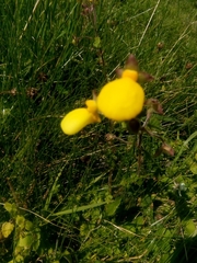 Calceolaria tripartita