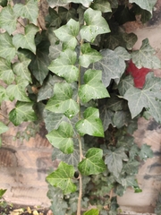 Hedera helix