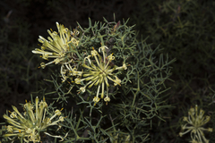 Petrophile divaricata