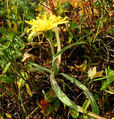 Nothocalais troximoides