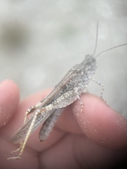 Trimerotropis maritima