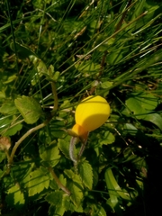Calceolaria tripartita