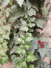Hedera helix