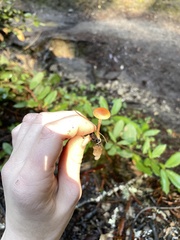 Tubaria furfuracea
