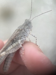 Trimerotropis maritima