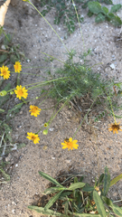 Thymophylla pentachaeta