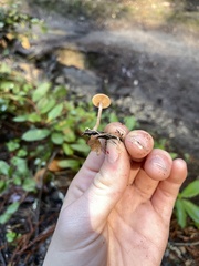 Tubaria furfuracea