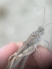 Trimerotropis maritima