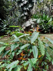 Heliconia latispatha image