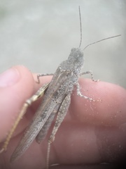 Trimerotropis maritima