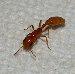 Pseudomyrmex pallidus