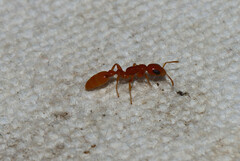 Pseudomyrmex pallidus