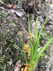 Pterostylis irsoniana