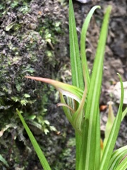Pterostylis irsoniana