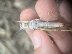 Trimerotropis maritima