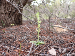 Pterostylis mutica