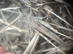 Trimerotropis maritima