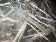 Trimerotropis maritima