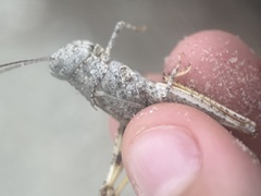 Trimerotropis maritima