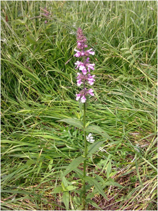 Stachys palustris iNat (3)