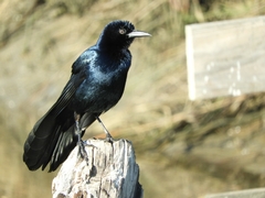 Quiscalus major