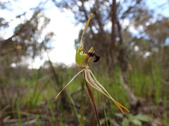 Caladenia septuosa