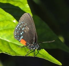 Eumaeus atala