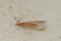 Chrysoperla rufilabris