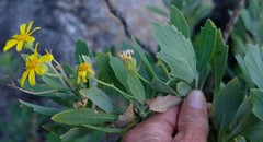 Othonna osteospermoides