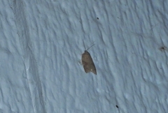 Acleris sparsana