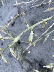 Cakile maritima