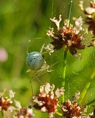 Enoplognatha ovata