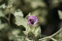 Sphaeralcea obtusiloba
